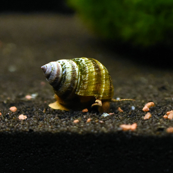 Pianoschnecke / Pinselalgenschnecke, Taia naticoides